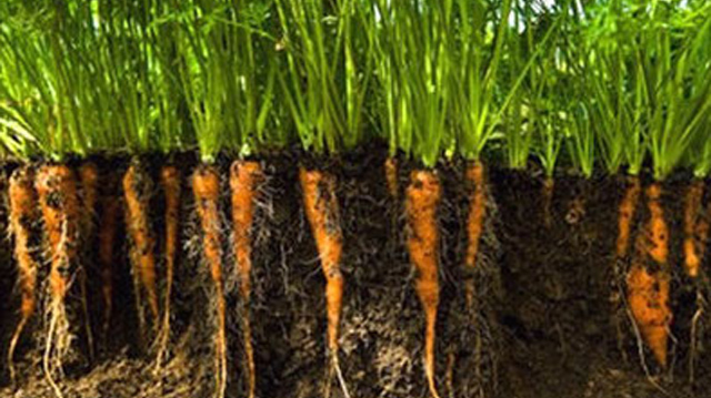 морковь-выращивание-и-свойства ыефешдщ