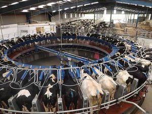 Rotary Milking