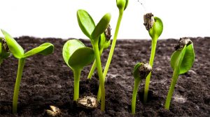 Beans germinating ккккккккккккккккккккккк