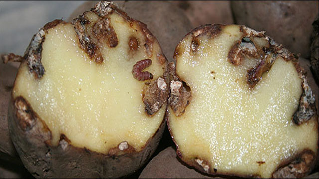 Kartofilis Chrcili