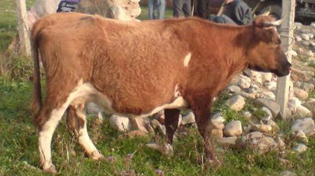 ქართლი მთის ძროხა