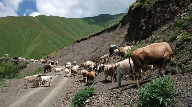 ქართული ძროხის ჯიშები