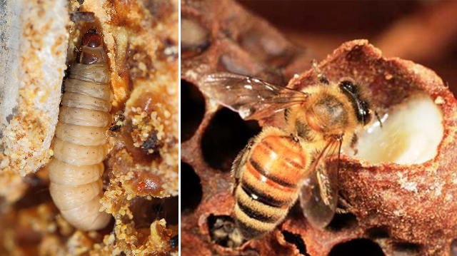 ფუტკრის დაავადებებ
