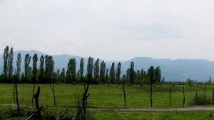 Gezruli