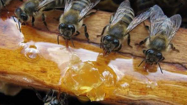ფუტკრის კვება კვევა