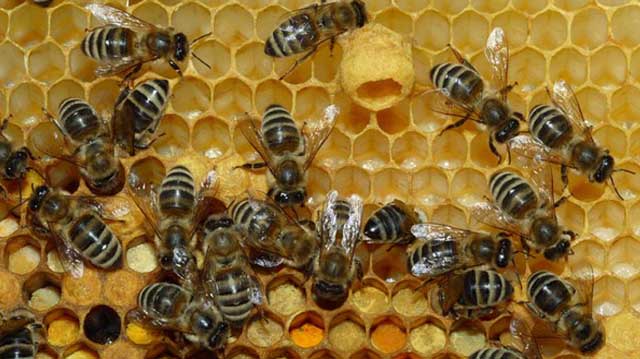 ფუტკარი ფუტკარი ლკლაკდჯფლკაჯსდ