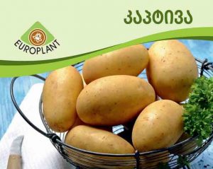 პაპიტა