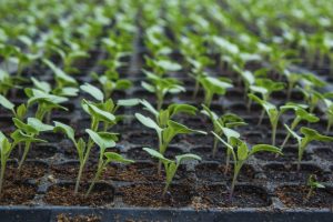 Seedlings