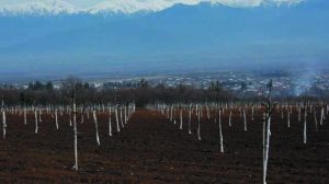 დანარეგე მომავალი