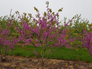 Cercis Siliquastrum Meerstammig Bloei