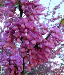 Redbud Tree Flower