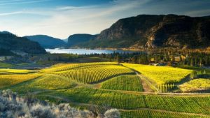 Blue Mountain Vineyard In Fall, Okanagan Falls, Okanagan Valley, British Columbia, Canada
