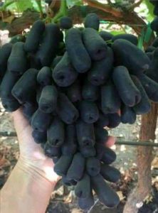 შავი ყურძენი