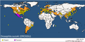 Drossu Distribution Map