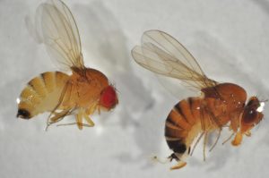 Drosophila Suzukii Vrouwtje Zomer Winter