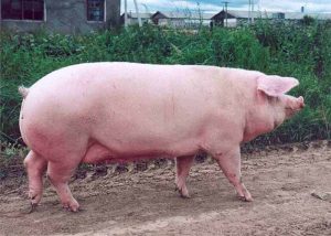 крупна белая порода свиней 5555