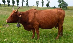სალერსის ჯიშის ძროხა
