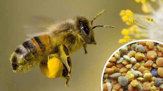 ფუტკრის კვება მტვერი კალკჯალდკჯფლაკსდჯფ
