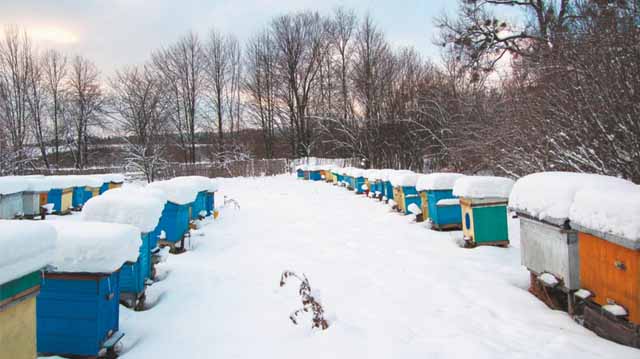 ფუტკრის ზამთრობა ფუტკრის ზამთრობა