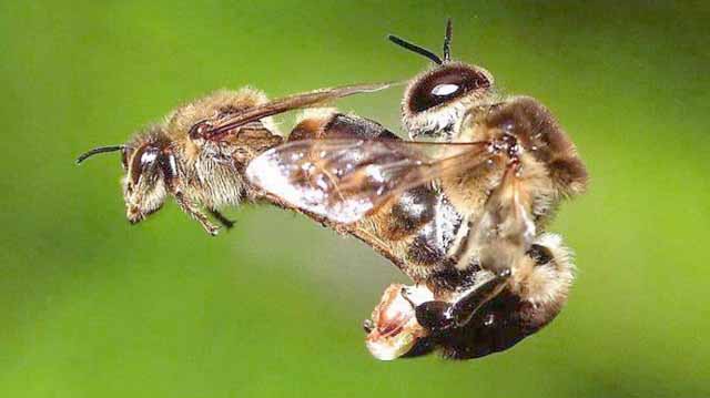 ფუტკარი ფუტკარი ლკადლფჯალსდფკჯასლდფჯაკლსდფჯასკლჯდ