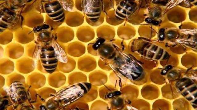 თაფლი და ფუტკარი ლ კაჯდლფკჯასდ