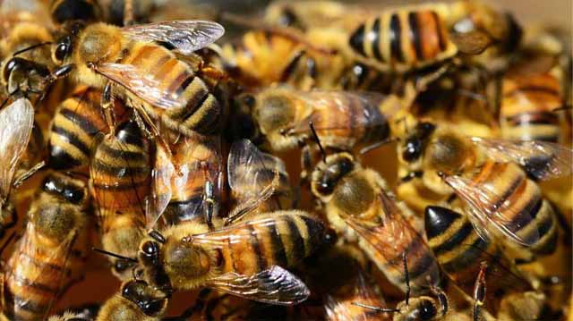 მოწამვლა ფუტკრებისა ლაკჯდფლასჯდ