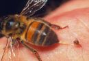  ადამიანის დანესტვრიდან რამდენიმე ხანში რატომ კვდებიან ფუტკრები?