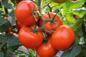 tomat-fletcher-f1-5
