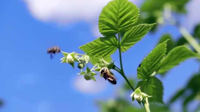 გამოიყენეთ ფუტკარი ჟოლოს ბაღში ყვავილების დასამტვერად!
