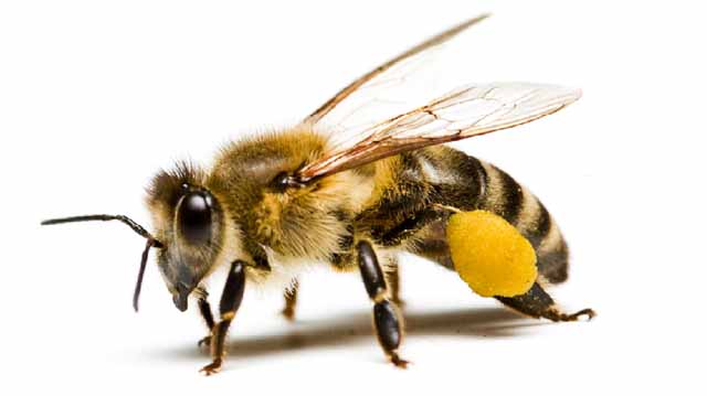 ქართული ფუტკარი აწმყო და მომავალი