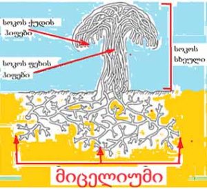 რა არის მიცელიუმი