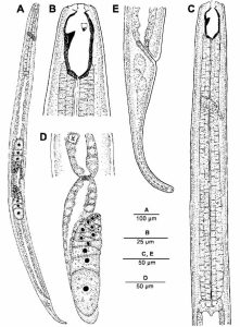 Nematods