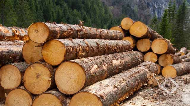 ხე ტყის უკანონოდ მოპოვება