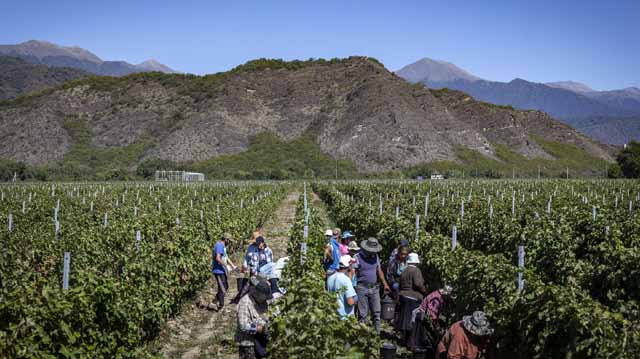 რთველი კახეთში 2025