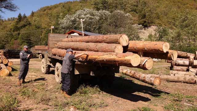 უკანონო ტყის ჭრა