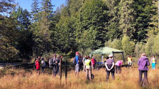 ალლპური ტყის თერაპია ლკალდკფჯ