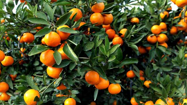 ბაღი შემოდგომა თხილი ლაკდჯფლაკს