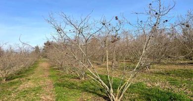 ბაღი შემოდგომა თხილი ლაკდჯფლაკს