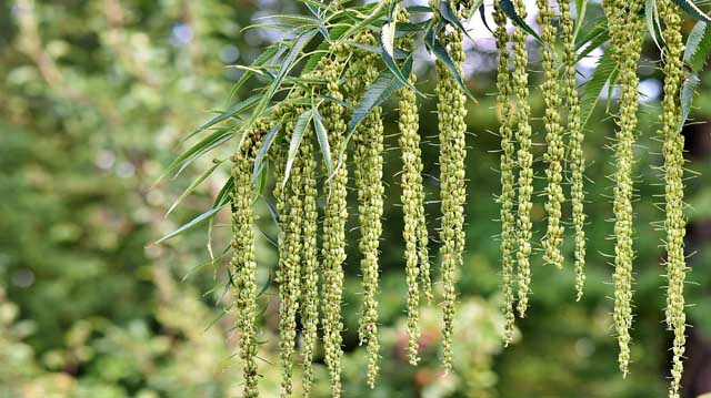 იშვიათსახეობათა ლდკფჯალსკდჯფ