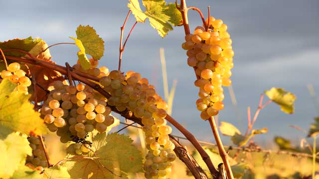 მოსავალი 2025