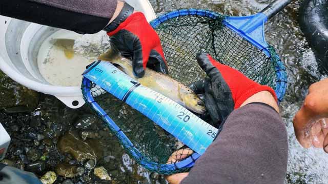 ნაკადულის კალმახი