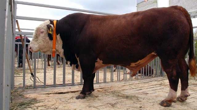 ყაზახური თეთრთავა