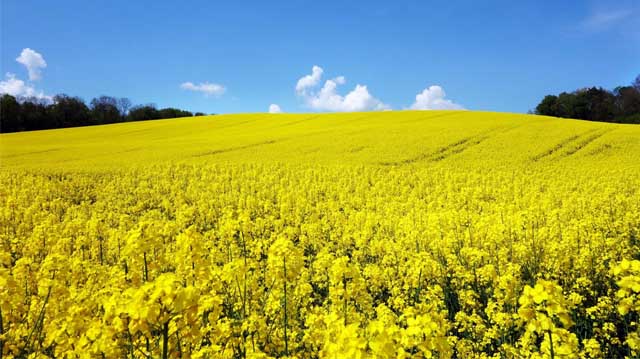 რაფსი რაფსია დლკასჯდფლკასჯ