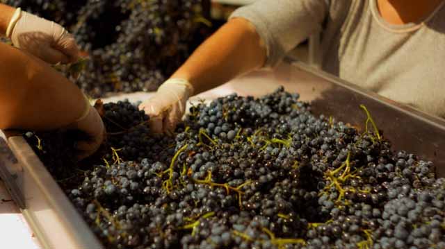 რთველი რაჭაში ლაკდჯკფ