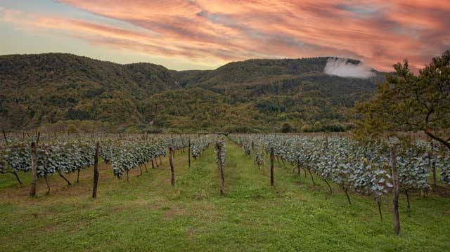 რთველი რაჭაში ლკადლკასჯდფ