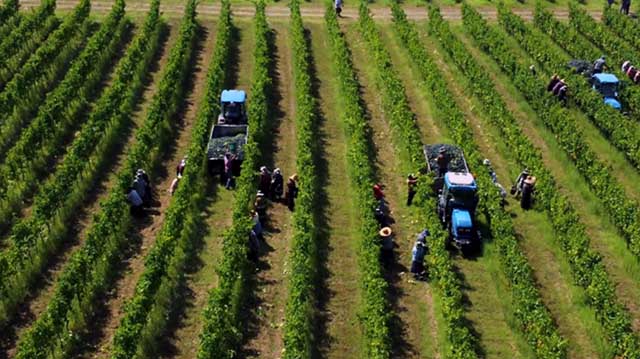 რთველი საქართველოში