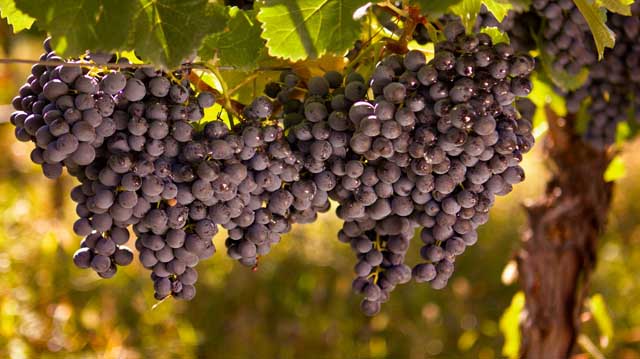 რთველის მიმდინარეობა ლკდლფკაჯსდ