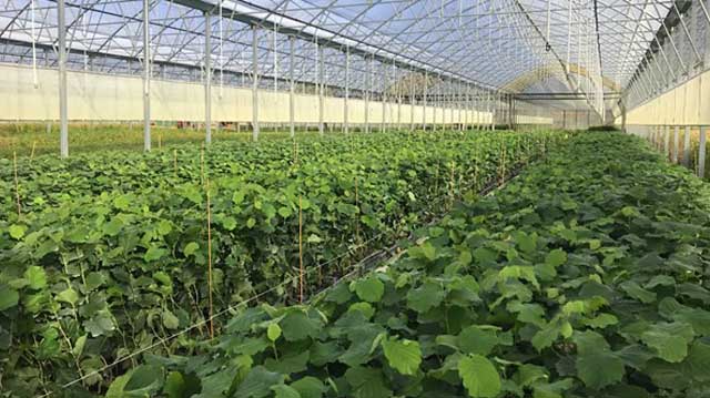 თხილი თხილი სათბური ლაკდლაკსდკლ