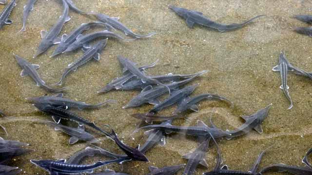 ზუთხსაშენი ლლლლლლჯფლაკდლკფ