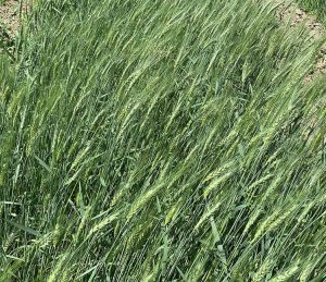 588571016 1169025192073573 5658102842522964433 n